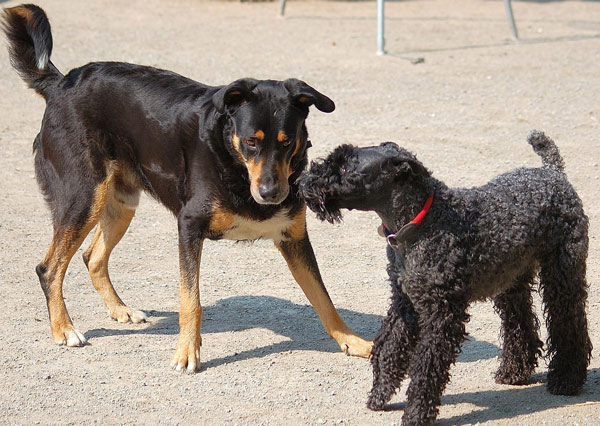 Interspezifische & intraspezifische Kommunikation des Hundes