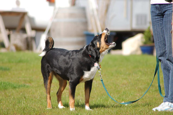 Zur methodischen Diagnose von Verhaltensproblemen des Hundes