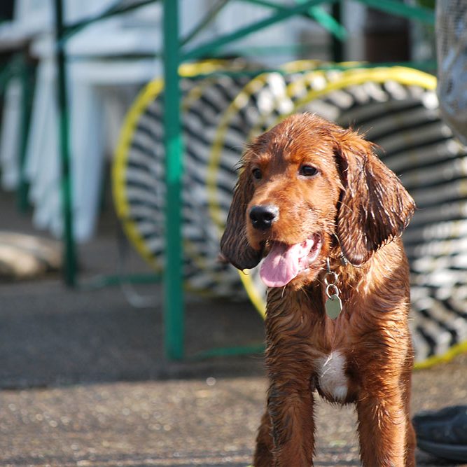 Institut für Hundeerziehungsberatung