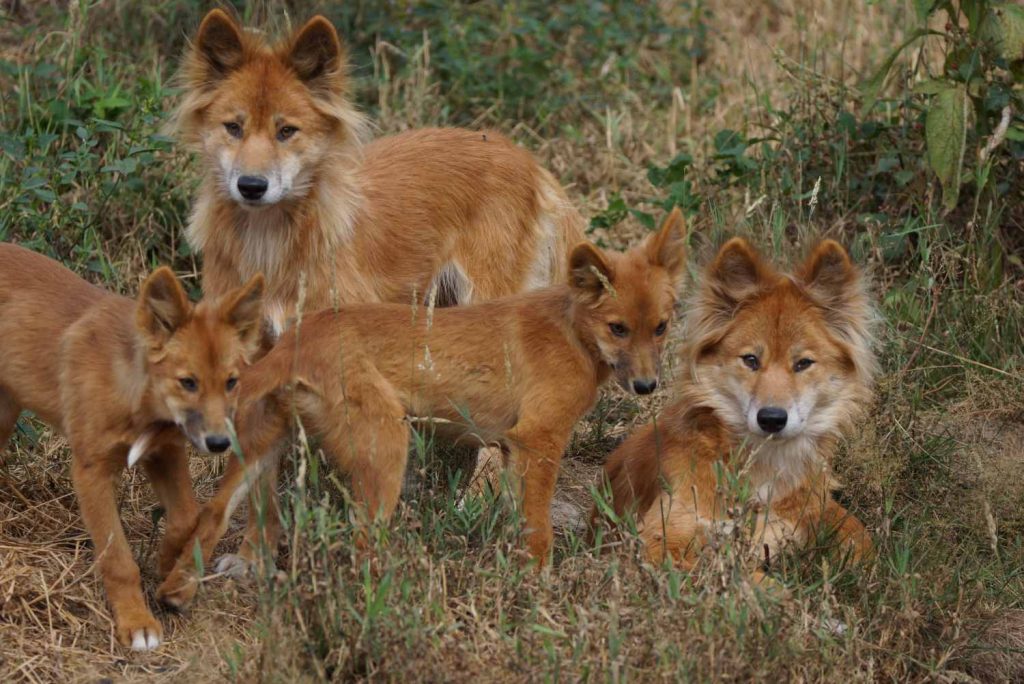 Beobachtung von einem Wolfsrudel