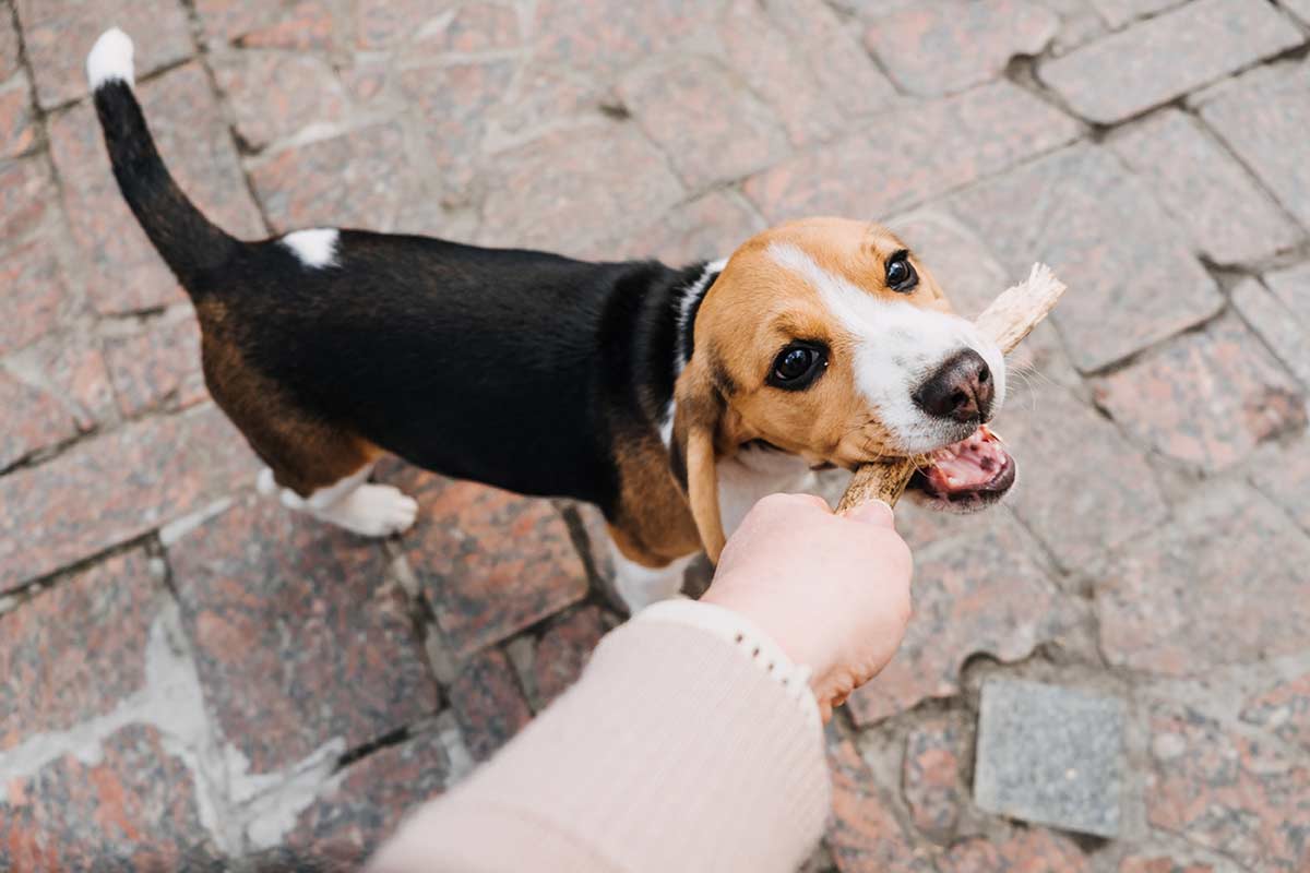 Suchtverhalten beim Hund - Spielen ja, aber nicht zu viel