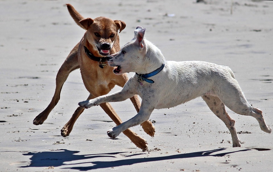 Bild zweier aggressiver Hunde am Strand