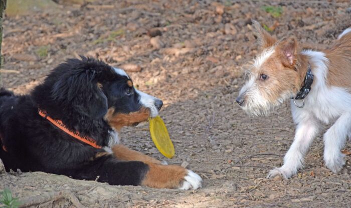 Welpenkontakt_Berner_Podenco_Grimm_Helmstedt